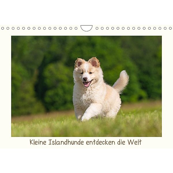 Kleine Islandhunde entdecken die Welt (Wandkalender 2023 DIN A4 quer), Monika Scheurer