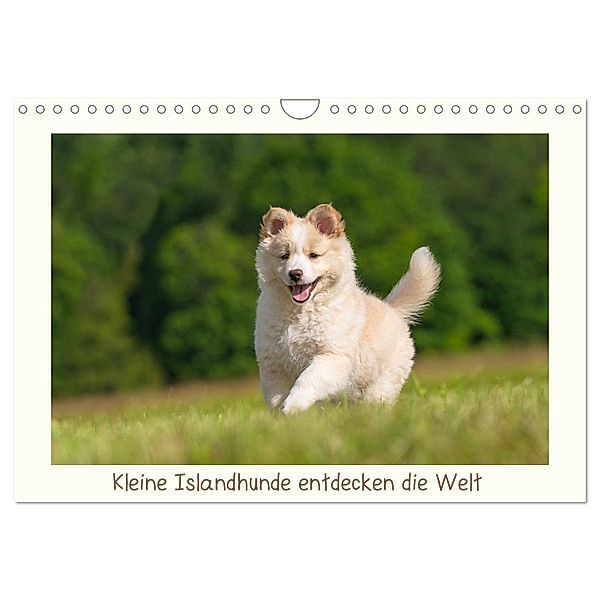 Kleine Islandhunde entdecken die Welt (Wandkalender 2025 DIN A4 quer), CALVENDO Monatskalender, Calvendo, Monika Scheurer