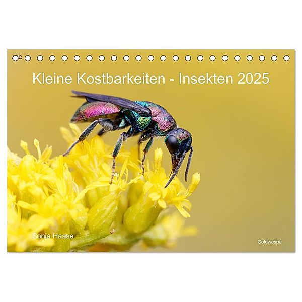 Kleine Kostbarkeiten Insekten (Tischkalender 2025 DIN A5 quer), CALVENDO Monatskalender, Calvendo, Sonja Haase