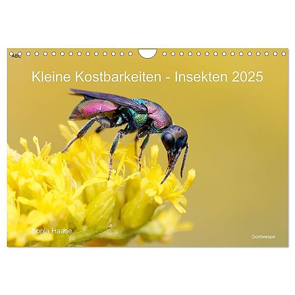 Kleine Kostbarkeiten Insekten (Wandkalender 2025 DIN A4 quer), CALVENDO Monatskalender, Calvendo, Sonja Haase