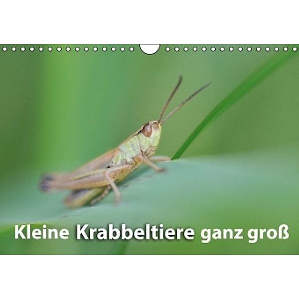 Kleine Krabbeltiere ganz groß (Wandkalender 2016 DIN A4 quer), Karin Jähne