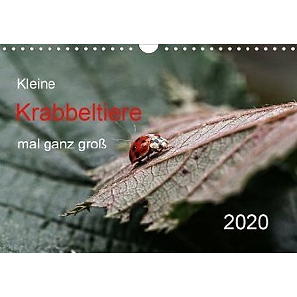 Kleine Krabbeltiere mal ganz groß (Wandkalender 2020 DIN A4 quer), Hernegger Arnold