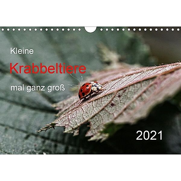 Kleine Krabbeltiere mal ganz groß (Wandkalender 2021 DIN A4 quer), Hernegger Arnold