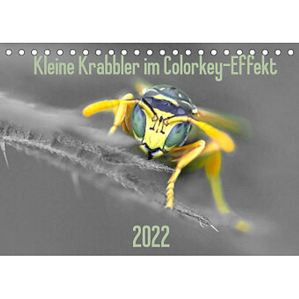 Kleine Krabbler im Colorkey-Effekt (Tischkalender 2022 DIN A5 quer), Dany´s Blickwinkel
