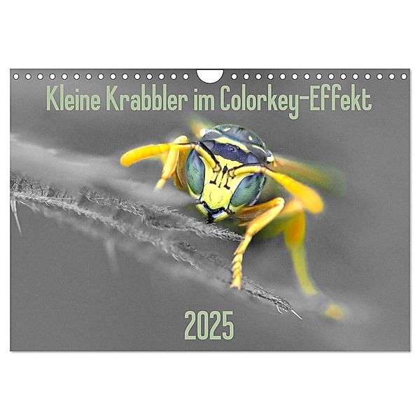 Kleine Krabbler im Colorkey-Effekt (Wandkalender 2025 DIN A4 quer), CALVENDO Monatskalender, Calvendo, Dany´s Blickwinkel