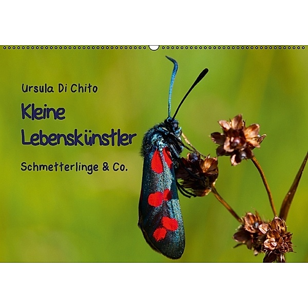 Kleine Lebenskünstler - Schmetterlinge & Co. (Wandkalender 2014 DIN A2 quer), Ursula Di Chito