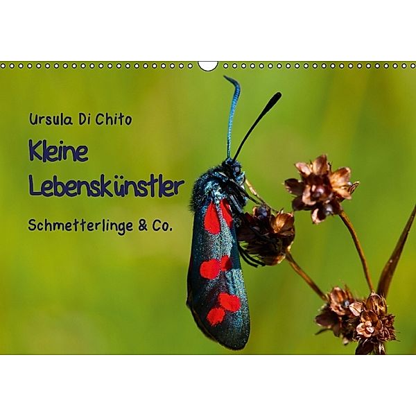 Kleine Lebenskünstler - Schmetterlinge & Co. (Wandkalender 2014 DIN A3 quer), Ursula Di Chito