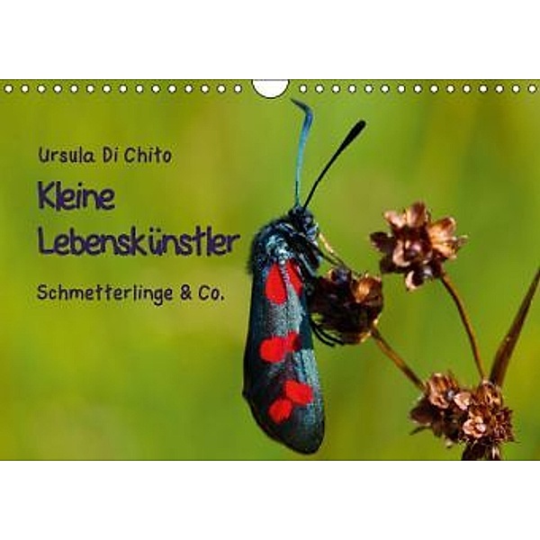 Kleine Lebenskünstler - Schmetterlinge & Co. (Wandkalender 2016 DIN A4 quer), Ursula Di Chito