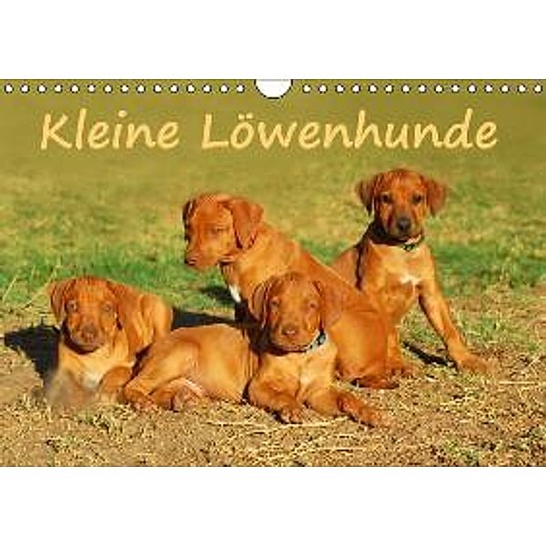 Kleine Löwenhunde AT-Version (Wandkalender 2016 DIN A4 quer), Anke van Wyk