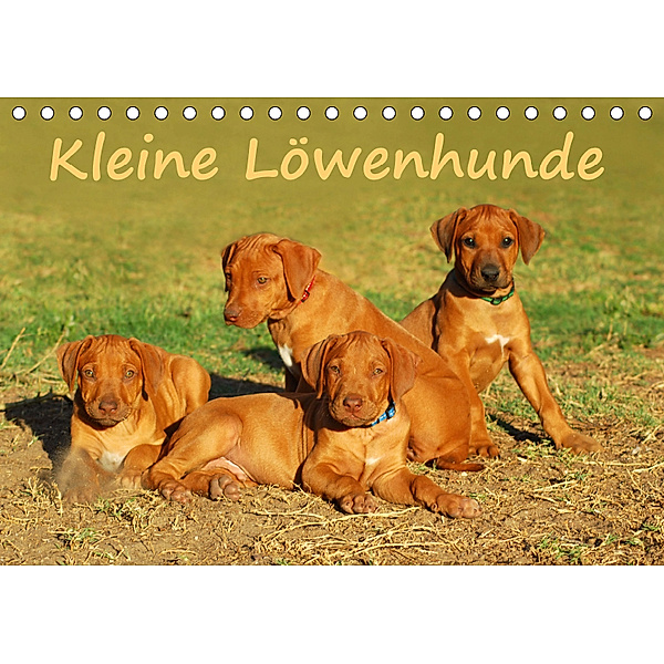 Kleine LöwenhundeAT-Version (Tischkalender 2019 DIN A5 quer), Anke van Wyk