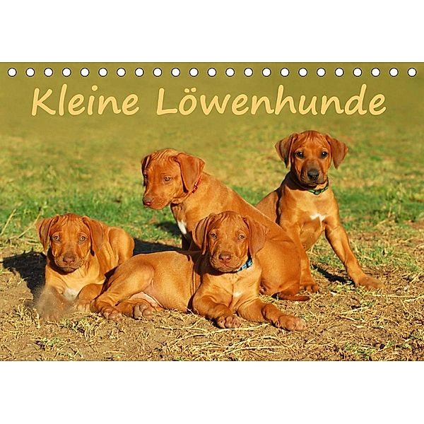 Kleine LöwenhundeAT-Version (Tischkalender 2021 DIN A5 quer), Anke van Wyk - www.germanpix.net