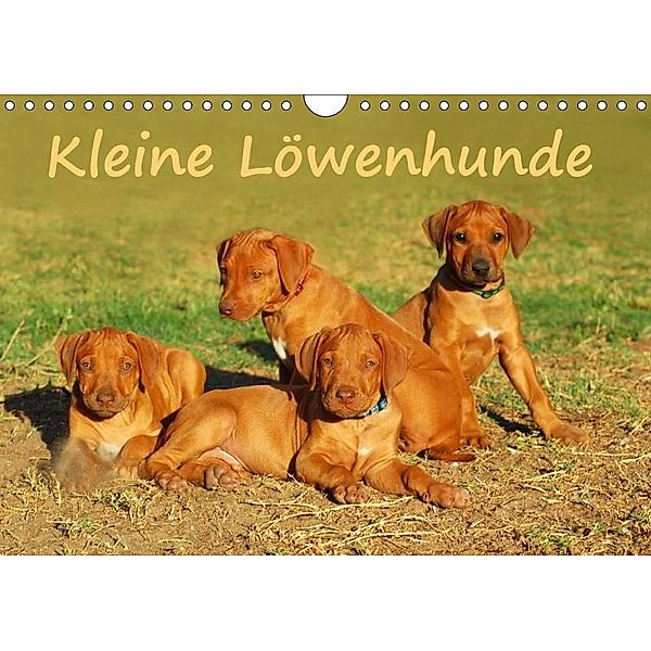 Kleine LöwenhundeAT-Version (Wandkalender 2017 DIN A4 quer), Anke van Wyk - www.germanpix.net, Anke van Wyk