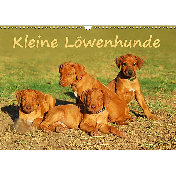 Kleine LöwenhundeAT-Version (Wandkalender 2019 DIN A3 quer), Anke van Wyk
