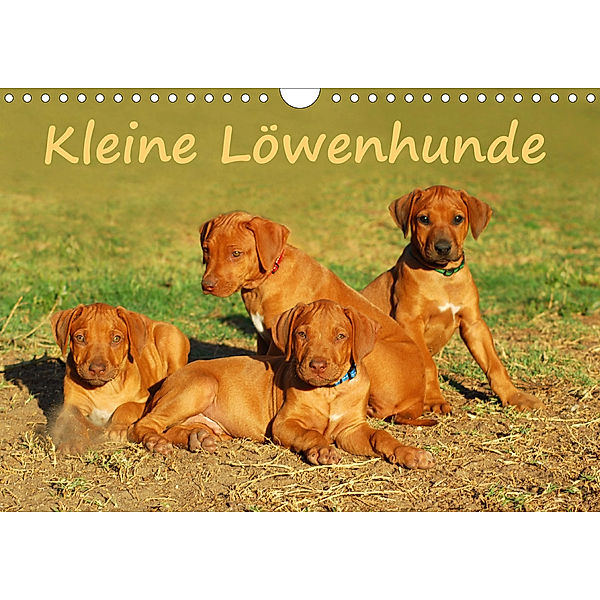 Kleine LöwenhundeAT-Version (Wandkalender 2020 DIN A4 quer), Anke van Wyk