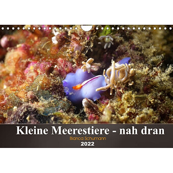 Kleine Meerestiere - nah dran (Wandkalender 2022 DIN A4 quer), Bianca Schumann