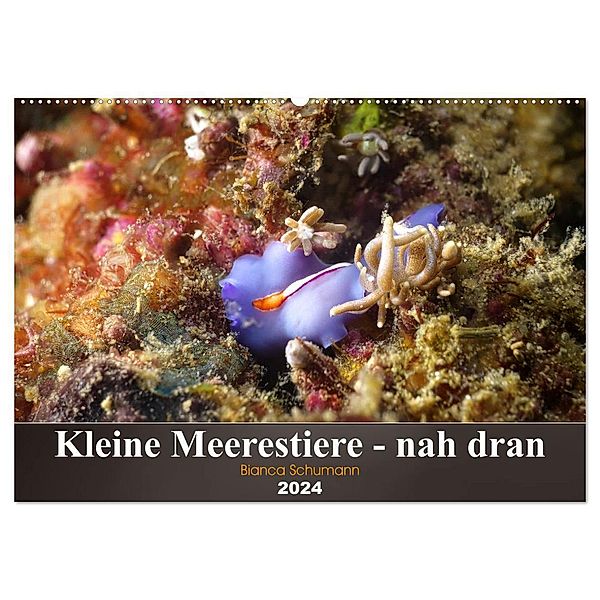 Kleine Meerestiere - nah dran (Wandkalender 2024 DIN A2 quer), CALVENDO Monatskalender, Bianca Schumann