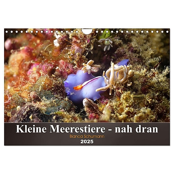 Kleine Meerestiere - nah dran (Wandkalender 2025 DIN A4 quer), CALVENDO Monatskalender, Calvendo, Bianca Schumann