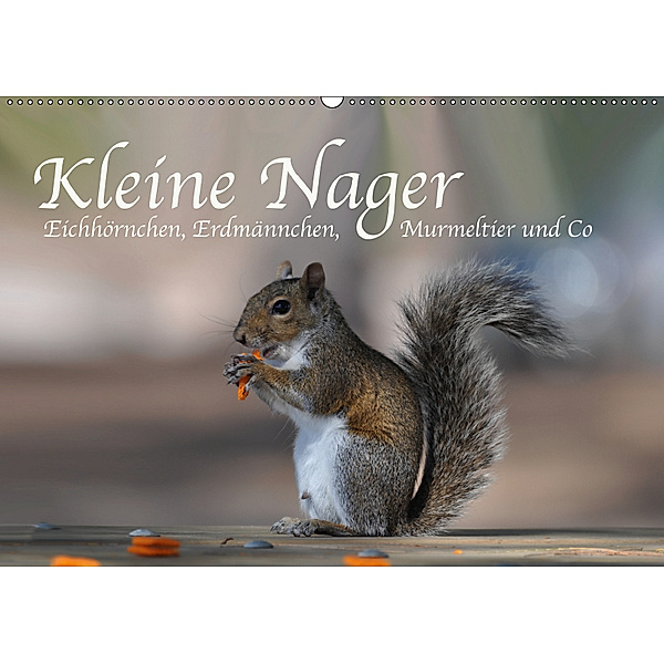 Kleine Nager - Eichhörnchen Erdmännchen, Murmeltier und Co (Wandkalender 2019 DIN A2 quer), ROBERT STYPPA