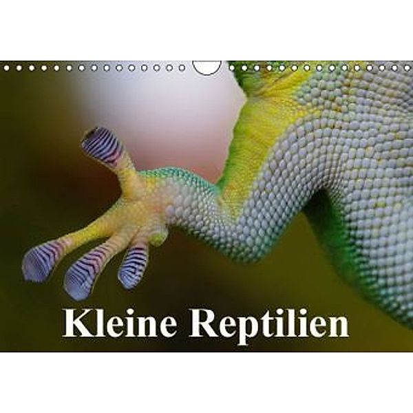 Kleine Reptilien (Wandkalender 2016 DIN A4 quer), Elisabeth Stanzer