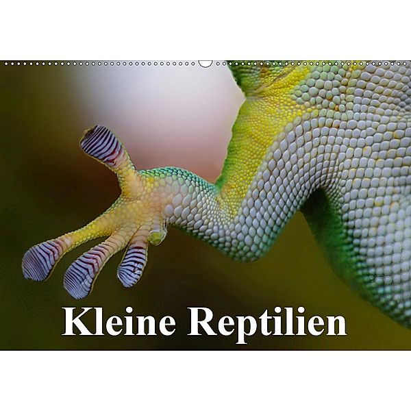Kleine Reptilien (Wandkalender 2020 DIN A2 quer), Elisabeth Stanzer
