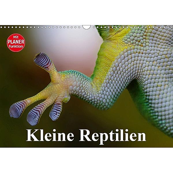 Kleine Reptilien (Wandkalender 2021 DIN A3 quer), Elisabeth Stanzer