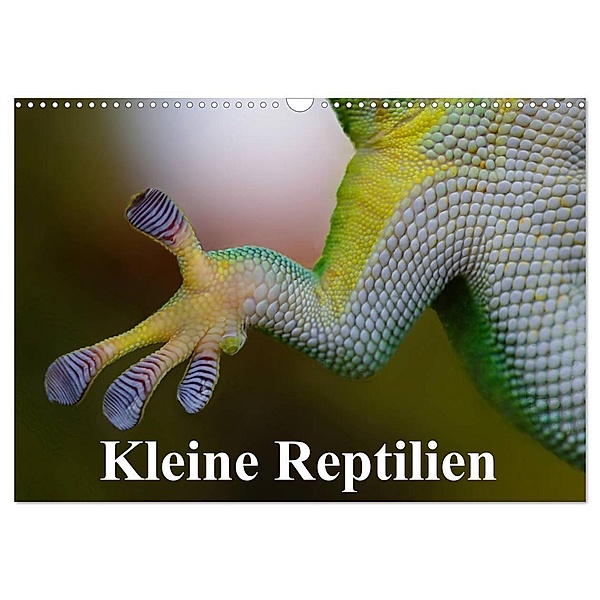 Kleine Reptilien (Wandkalender 2024 DIN A3 quer), CALVENDO Monatskalender, Elisabeth Stanzer