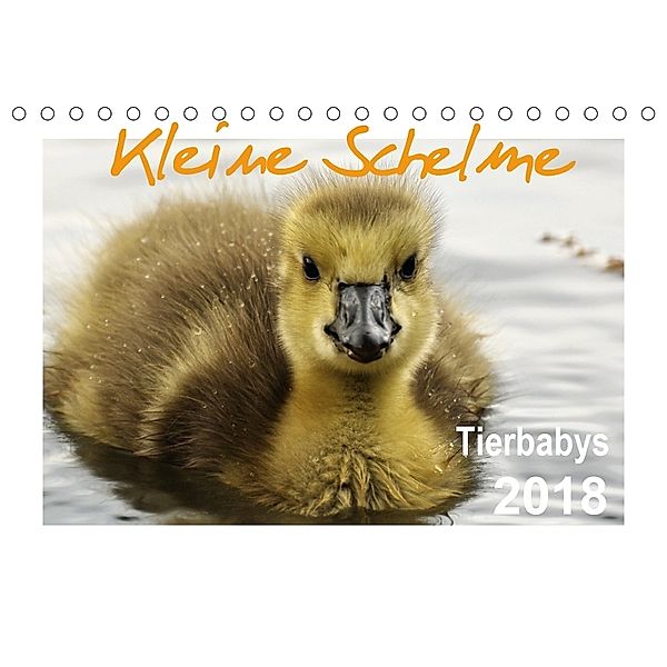 Kleine Schelme - Tierbabys (Tischkalender 2018 DIN A5 quer), Sigrun Düll