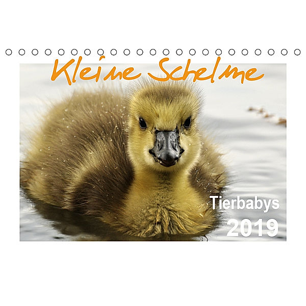 Kleine Schelme - Tierbabys (Tischkalender 2019 DIN A5 quer), Sigrun Düll