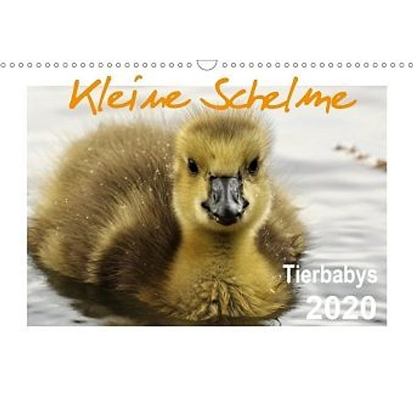 Kleine Schelme - Tierbabys (Wandkalender 2020 DIN A3 quer), Sigrun Düll