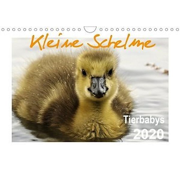 Kleine Schelme - Tierbabys (Wandkalender 2020 DIN A4 quer), Sigrun Düll
