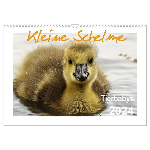 Kleine Schelme - Tierbabys (Wandkalender 2024 DIN A3 quer), CALVENDO Monatskalender, Sigrun Düll