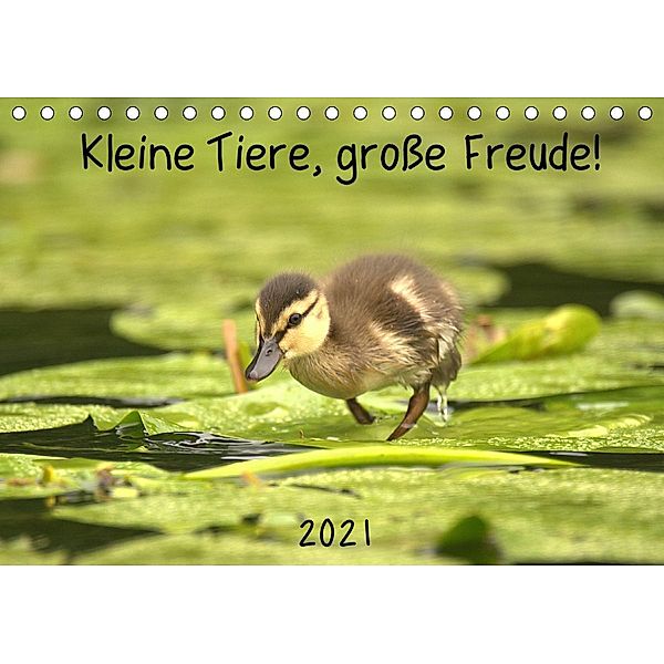 Kleine Tiere, große Freude! (Tischkalender 2021 DIN A5 quer), Kevin Andreas Lederle