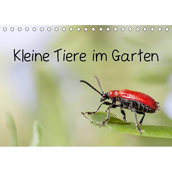 Kleine Tiere im Garten (Tischkalender 2020 DIN A5 quer), Xenia Schlossherr