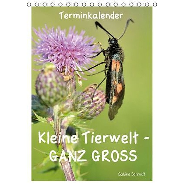Kleine Tierwelt - GANZ GROSS / Planer (Tischkalender 2016 DIN A5 hoch), Sabine Schmidt