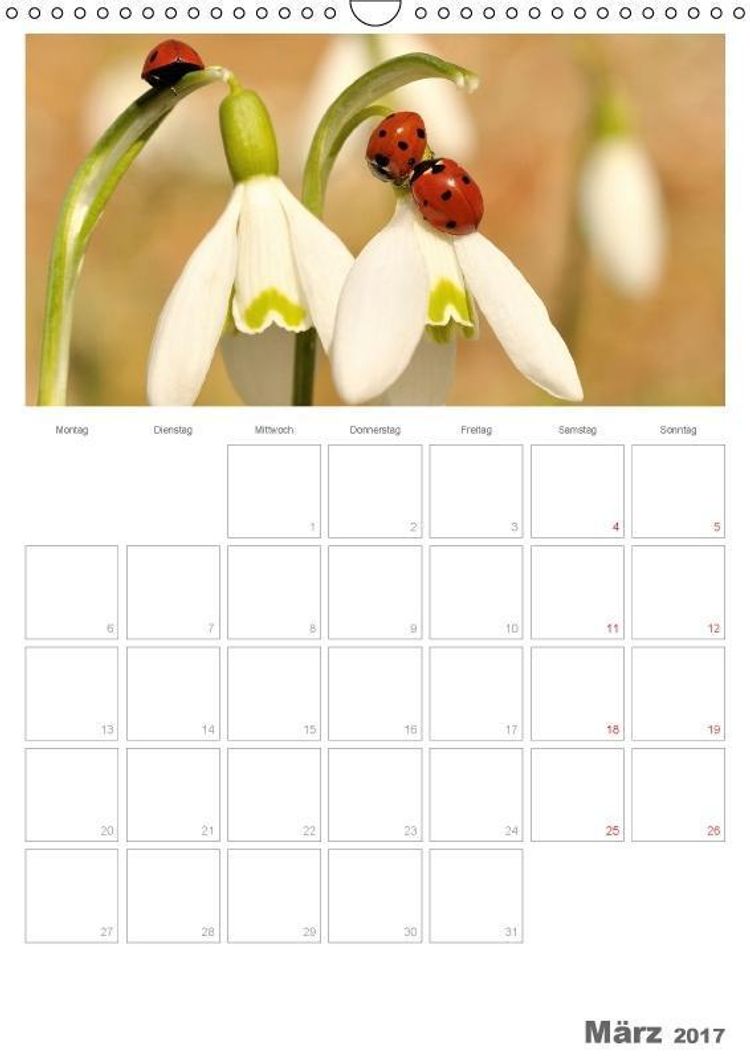 Kleine Tierwelt - GANZ GROSS Planer Wandkalender 2017 DIN A3 hoch - Kalender  bestellen