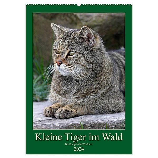 Kleine Tiger im Wald (Wandkalender 2024 DIN A2 hoch), CALVENDO Monatskalender, Roland Brack