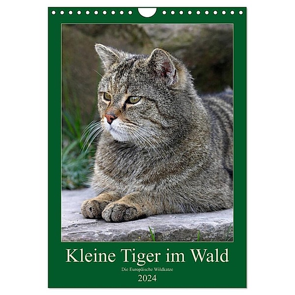 Kleine Tiger im Wald (Wandkalender 2024 DIN A4 hoch), CALVENDO Monatskalender, Roland Brack