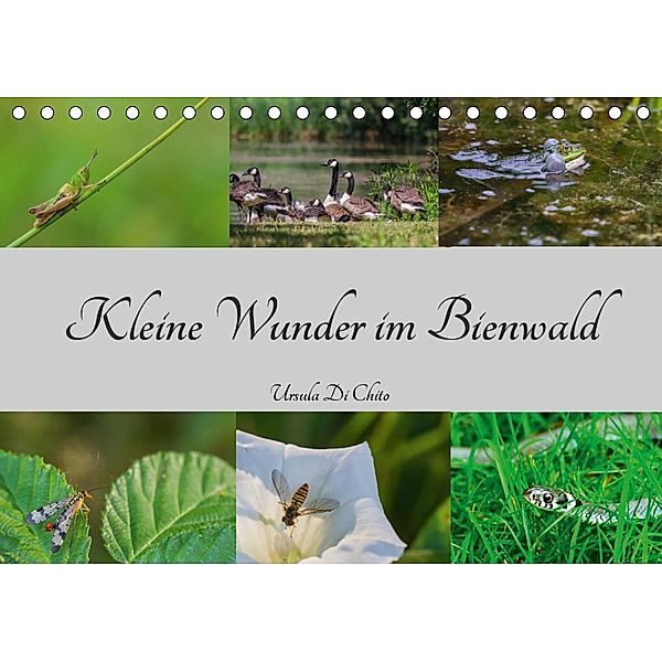 Kleine Wunder im Bienwald (Tischkalender 2021 DIN A5 quer), Ursula Di Chito