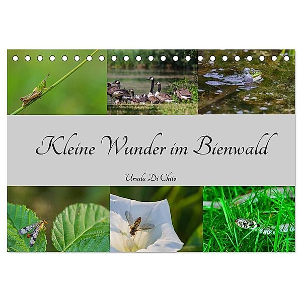 Kleine Wunder im Bienwald (Tischkalender 2024 DIN A5 quer), CALVENDO Monatskalender, Ursula Di Chito