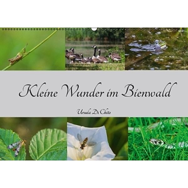 Kleine Wunder im Bienwald (Wandkalender 2016 DIN A2 quer), Ursula Di Chito