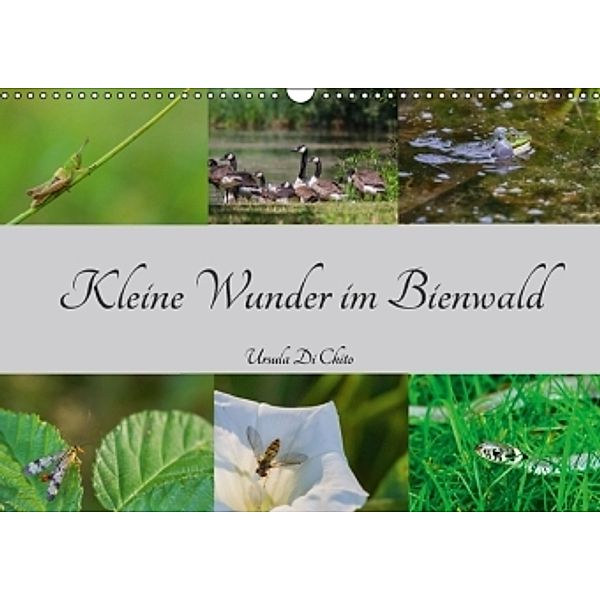 Kleine Wunder im Bienwald (Wandkalender 2016 DIN A3 quer), Ursula Di Chito