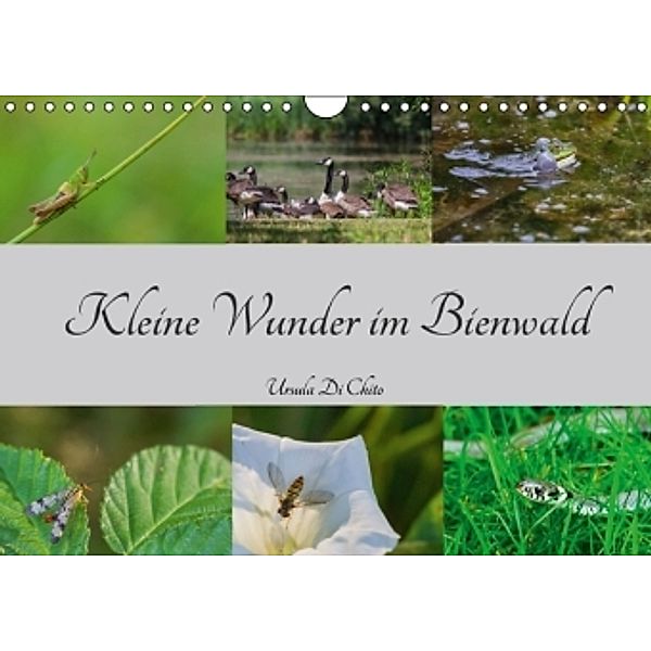 Kleine Wunder im Bienwald (Wandkalender 2016 DIN A4 quer), Ursula Di Chito