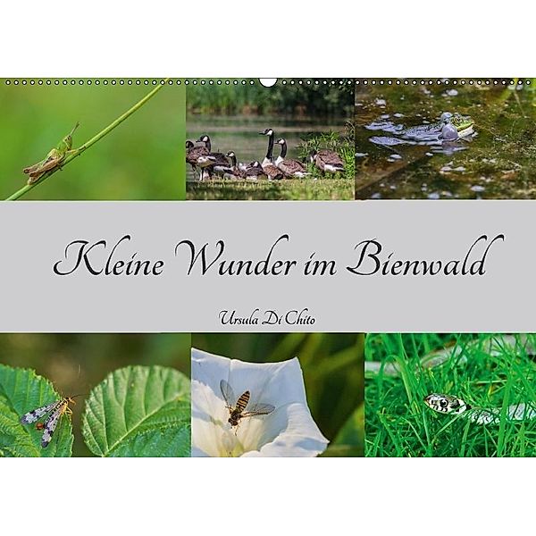 Kleine Wunder im Bienwald (Wandkalender 2017 DIN A2 quer), Ursula Di Chito