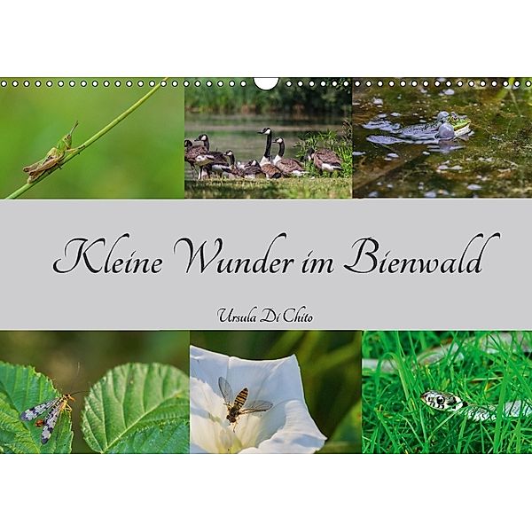 Kleine Wunder im Bienwald (Wandkalender 2018 DIN A3 quer), Ursula Di Chito