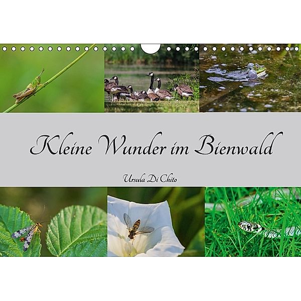Kleine Wunder im Bienwald (Wandkalender 2018 DIN A4 quer), Ursula Di Chito