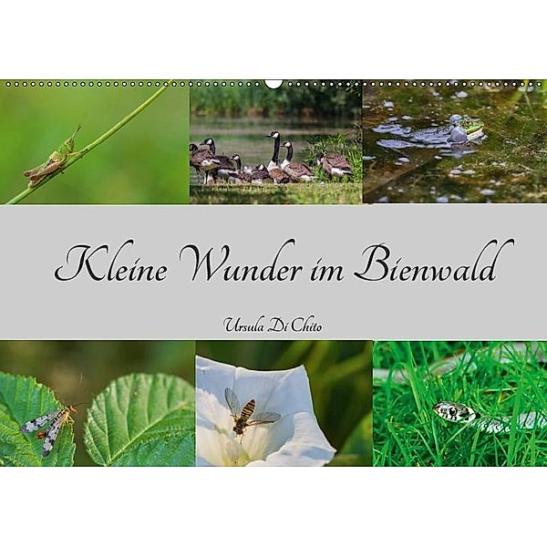 Kleine Wunder im Bienwald (Wandkalender 2019 DIN A2 quer), Ursula Di Chito