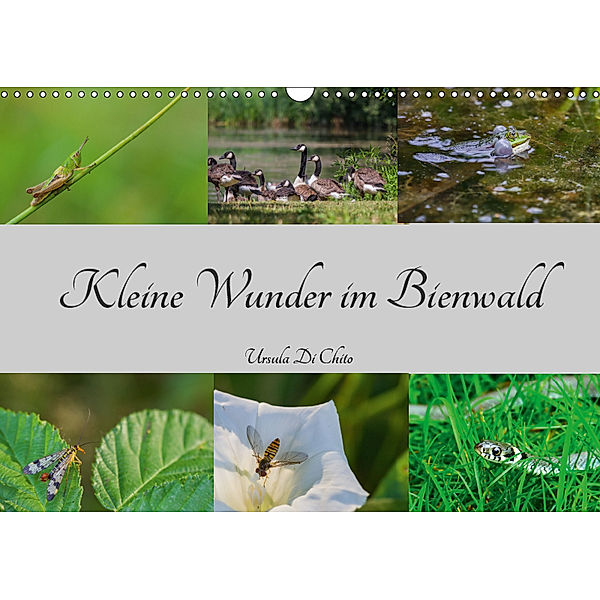 Kleine Wunder im Bienwald (Wandkalender 2019 DIN A3 quer), Ursula Di Chito