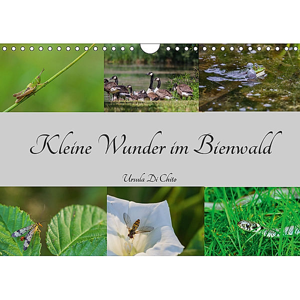 Kleine Wunder im Bienwald (Wandkalender 2019 DIN A4 quer), Ursula Di Chito