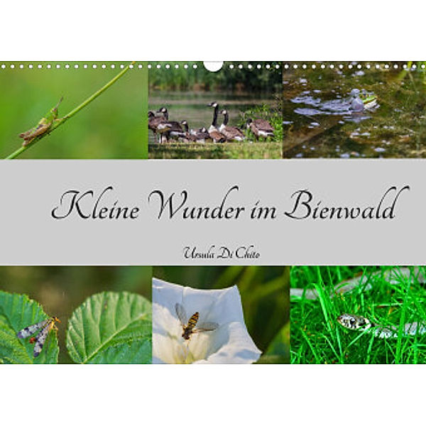 Kleine Wunder im Bienwald (Wandkalender 2022 DIN A3 quer), Ursula Di Chito