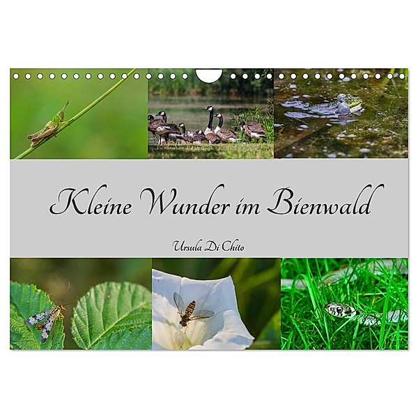 Kleine Wunder im Bienwald (Wandkalender 2024 DIN A4 quer), CALVENDO Monatskalender, Ursula Di Chito